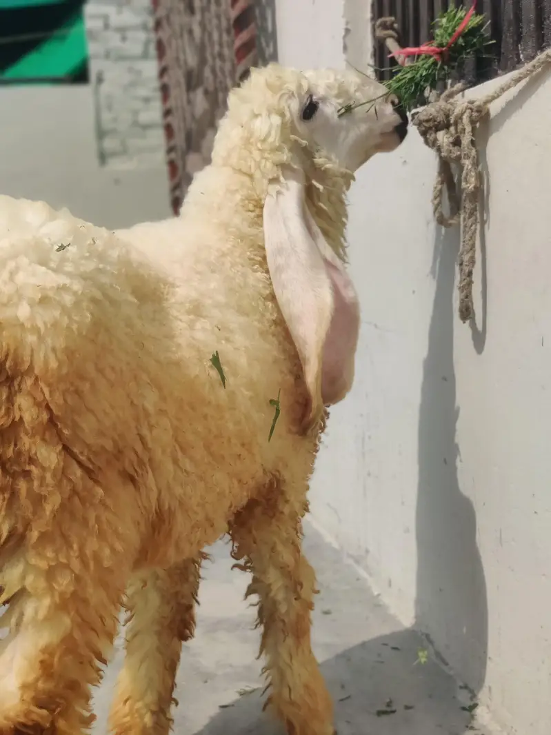 sheep 4 month — photo 3