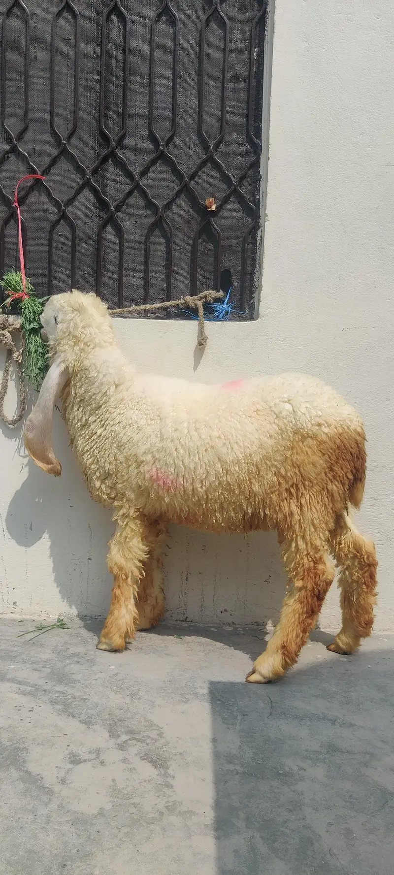 sheep 4 month — photo 4