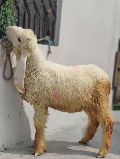 sheep 4 month