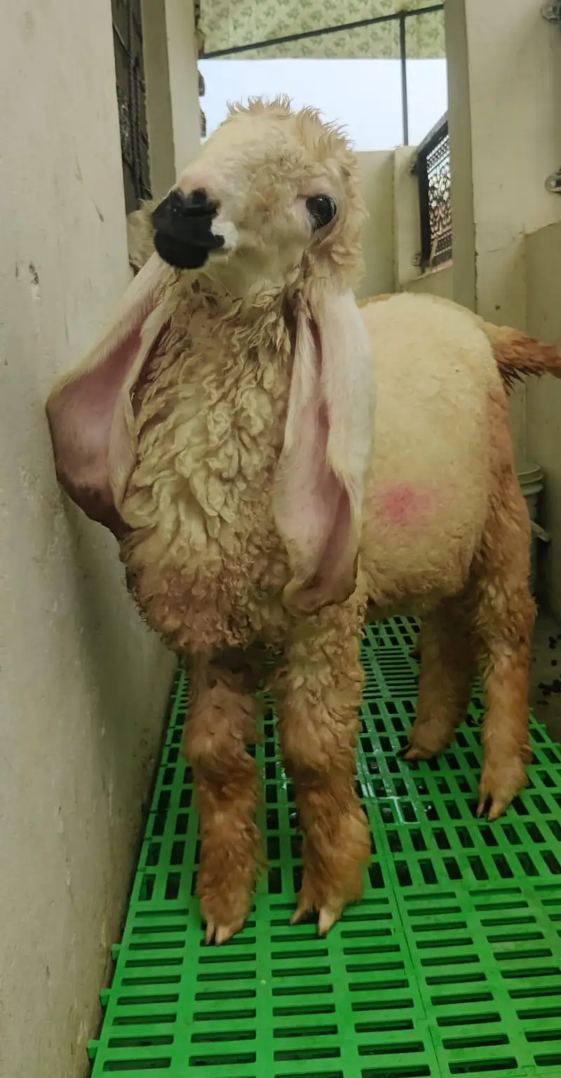 sheep 4 month — photo 7