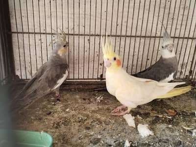Love Birds and Cockatiel pair for sale
