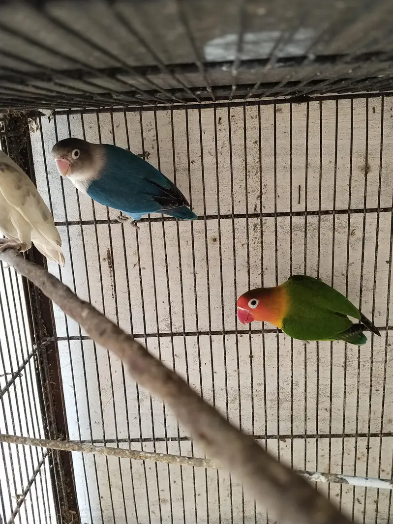 Love Birds and Cockatiel pair for sale — photo 2