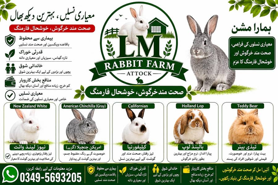 RABBIT AVAILABLE 1