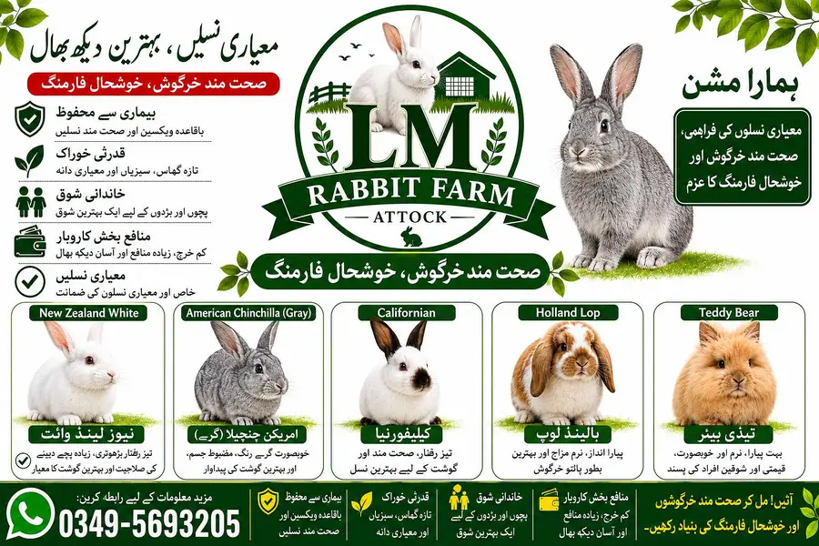 RABBIT AVAILABLE — photo 2