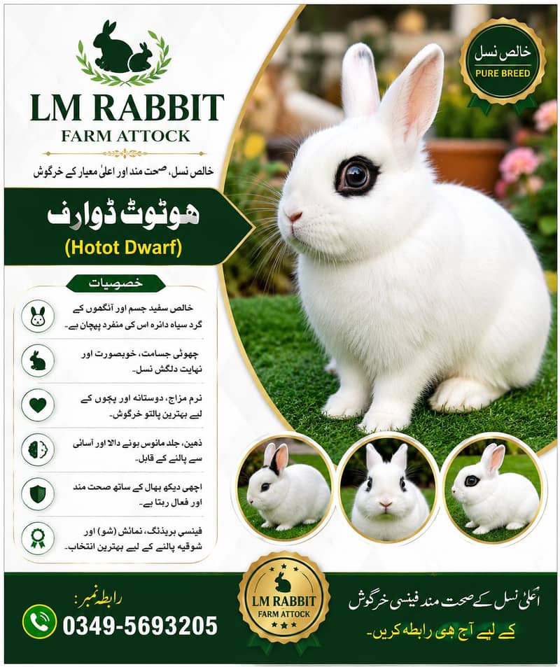 RABBIT AVAILABLE 2