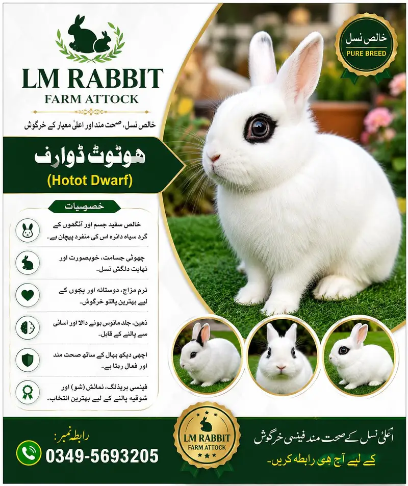 RABBIT AVAILABLE — photo 3