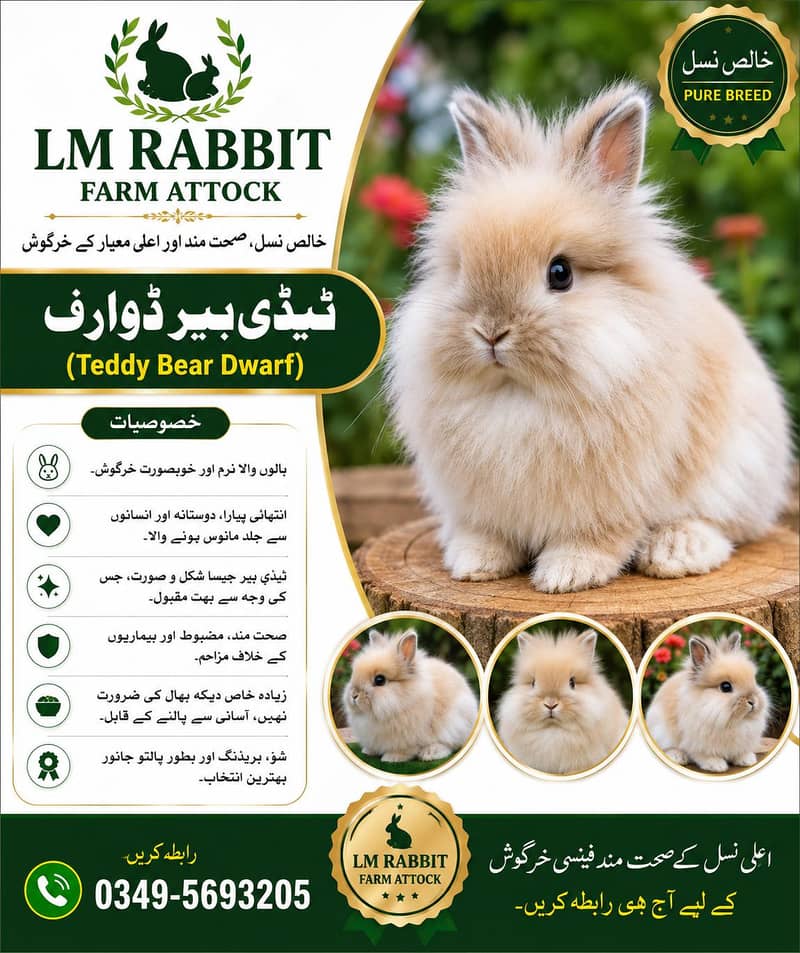 RABBIT AVAILABLE 3