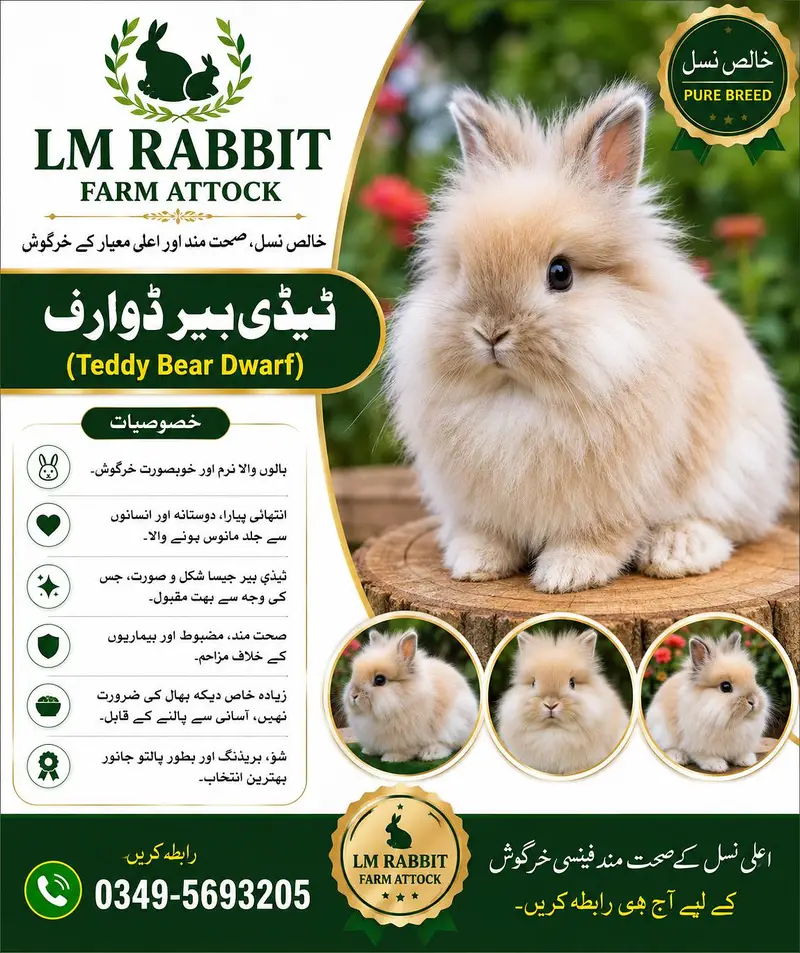 RABBIT AVAILABLE — photo 4