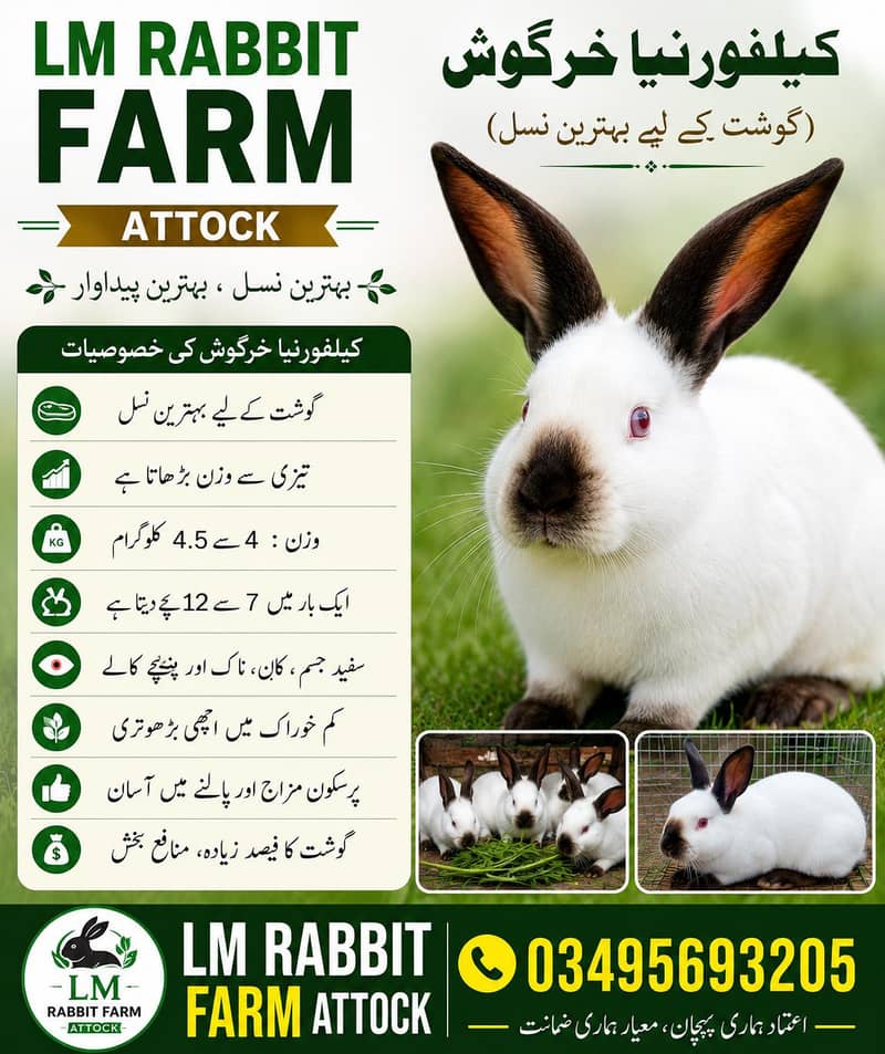RABBIT AVAILABLE 4