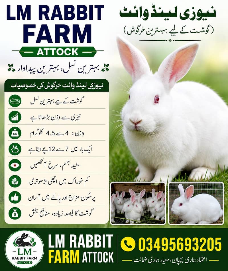 RABBIT AVAILABLE 5