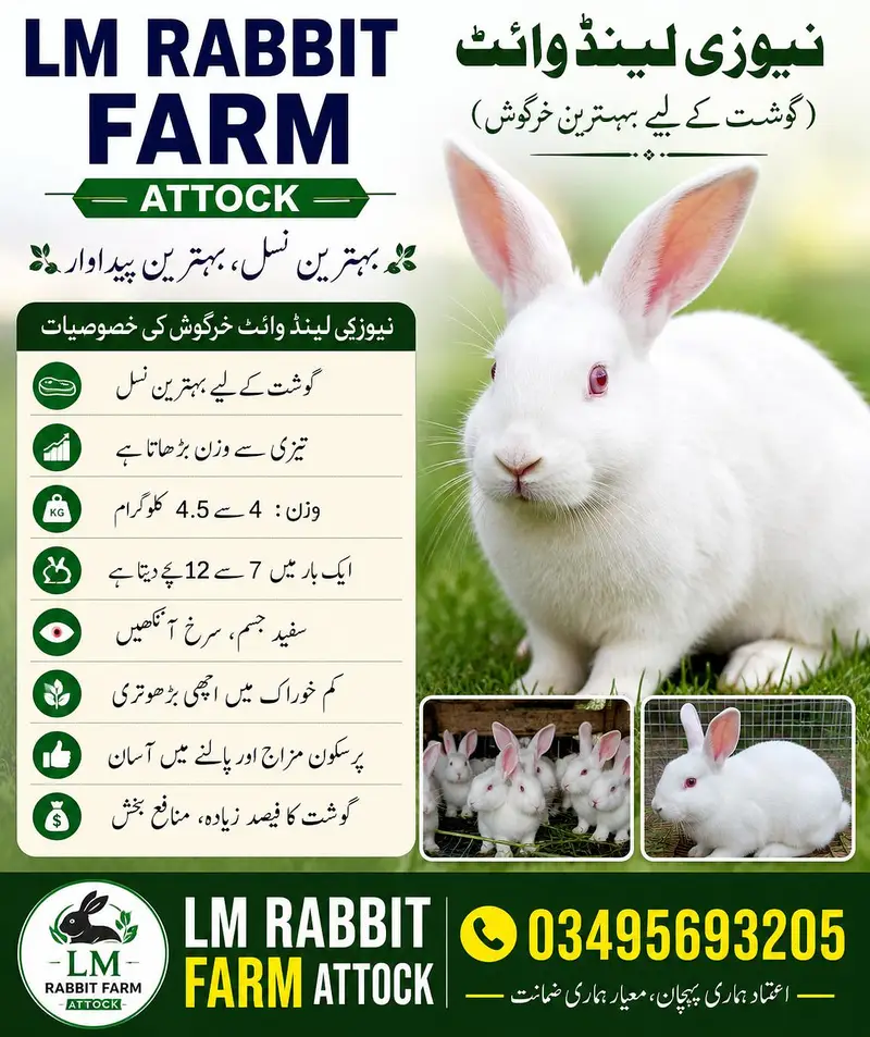 RABBIT AVAILABLE — photo 6