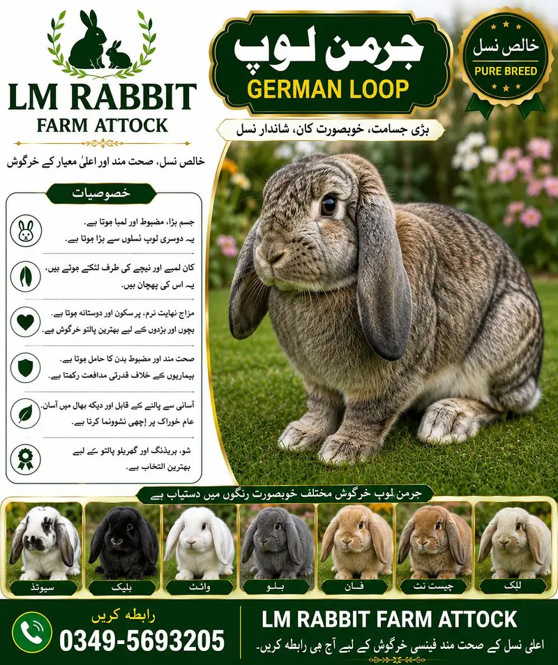 RABBIT AVAILABLE — photo 7