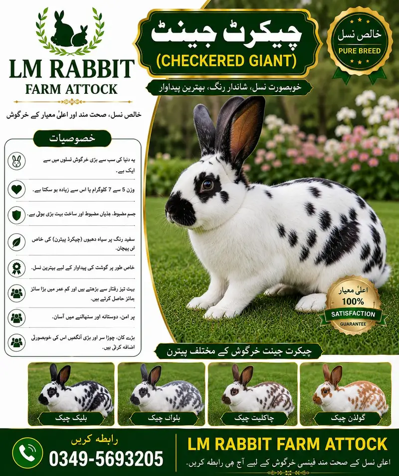 RABBIT AVAILABLE — photo 8