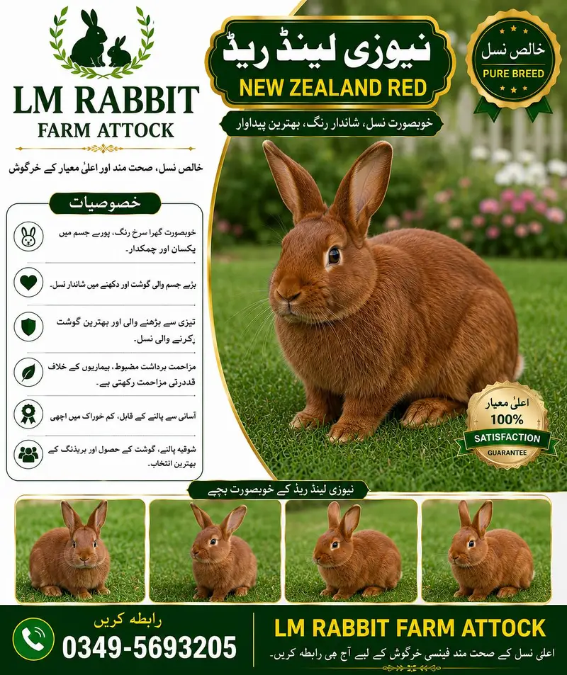 RABBIT AVAILABLE — photo 9