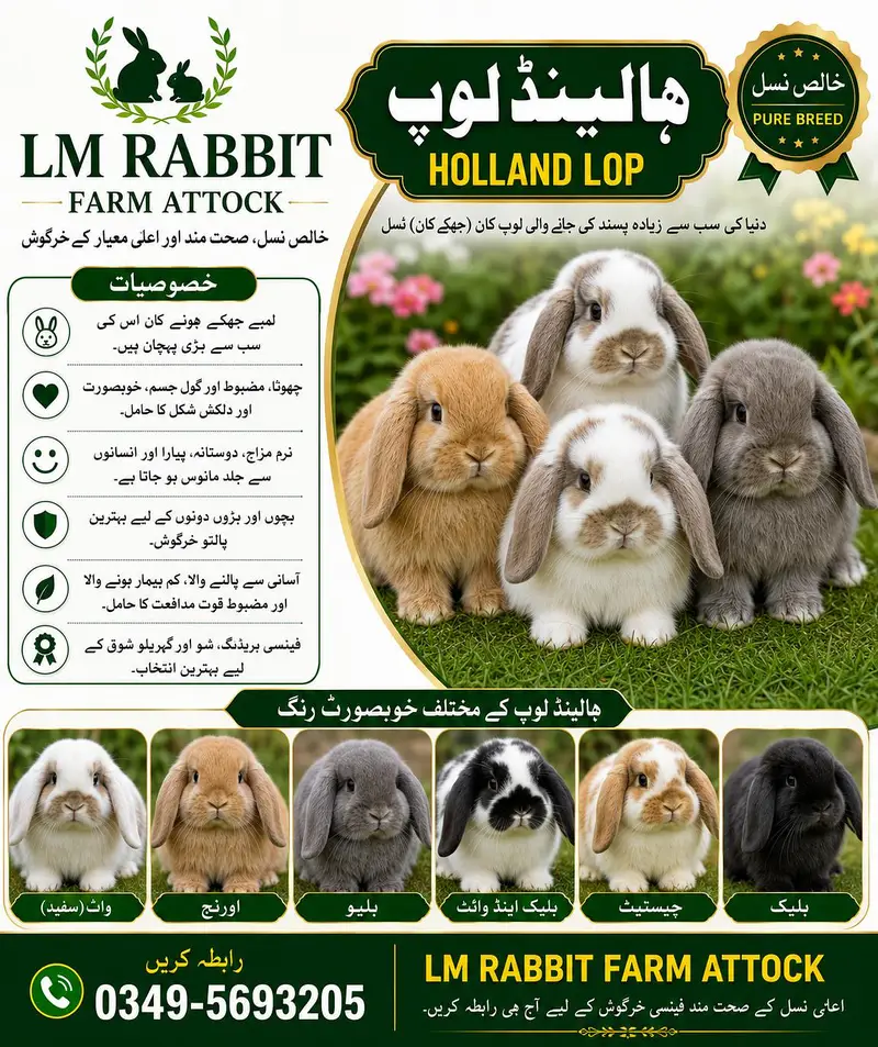 RABBIT AVAILABLE — photo 10