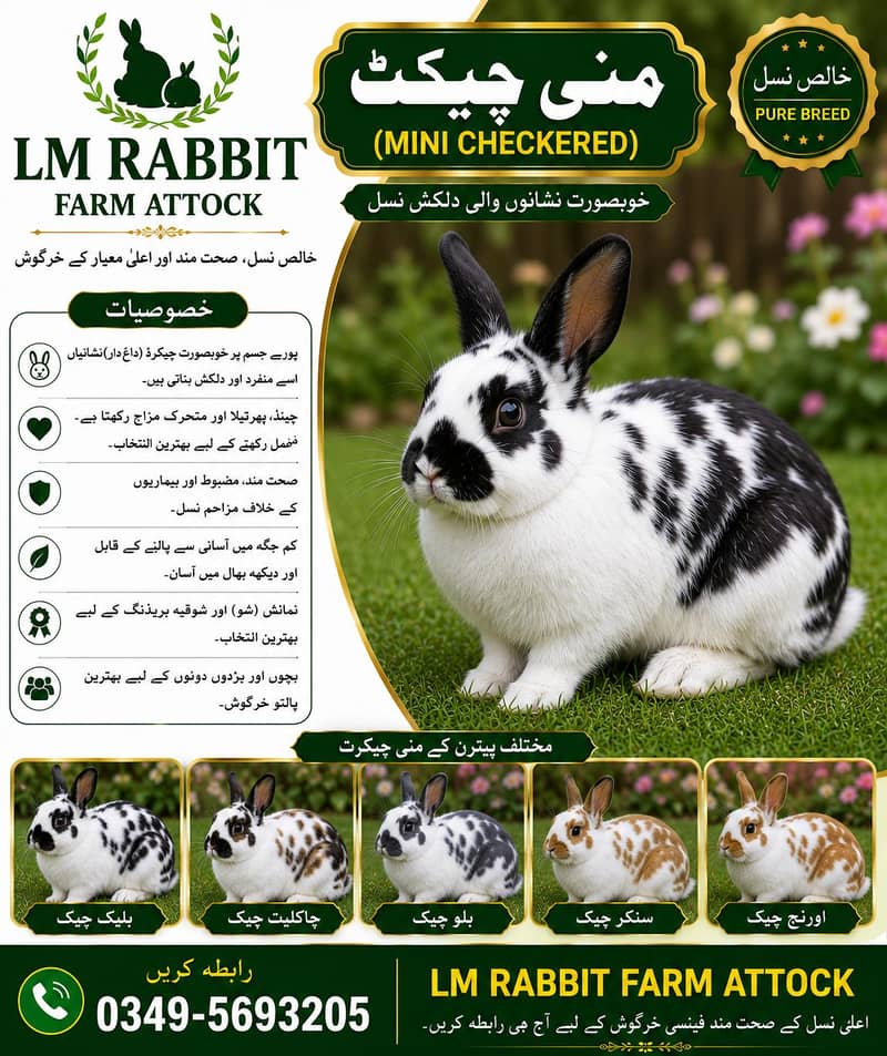 RABBIT AVAILABLE 10