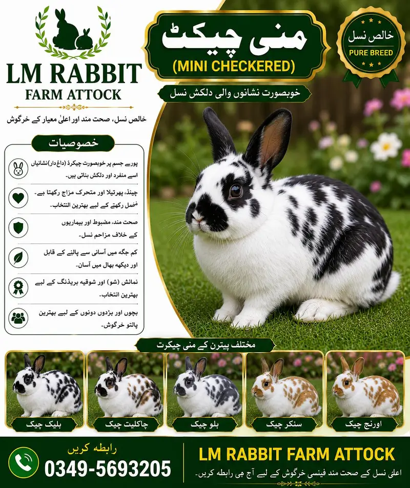 RABBIT AVAILABLE — photo 11
