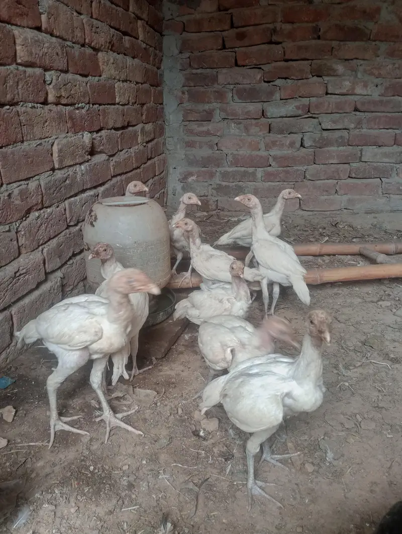 Aseel Heera — photo 2