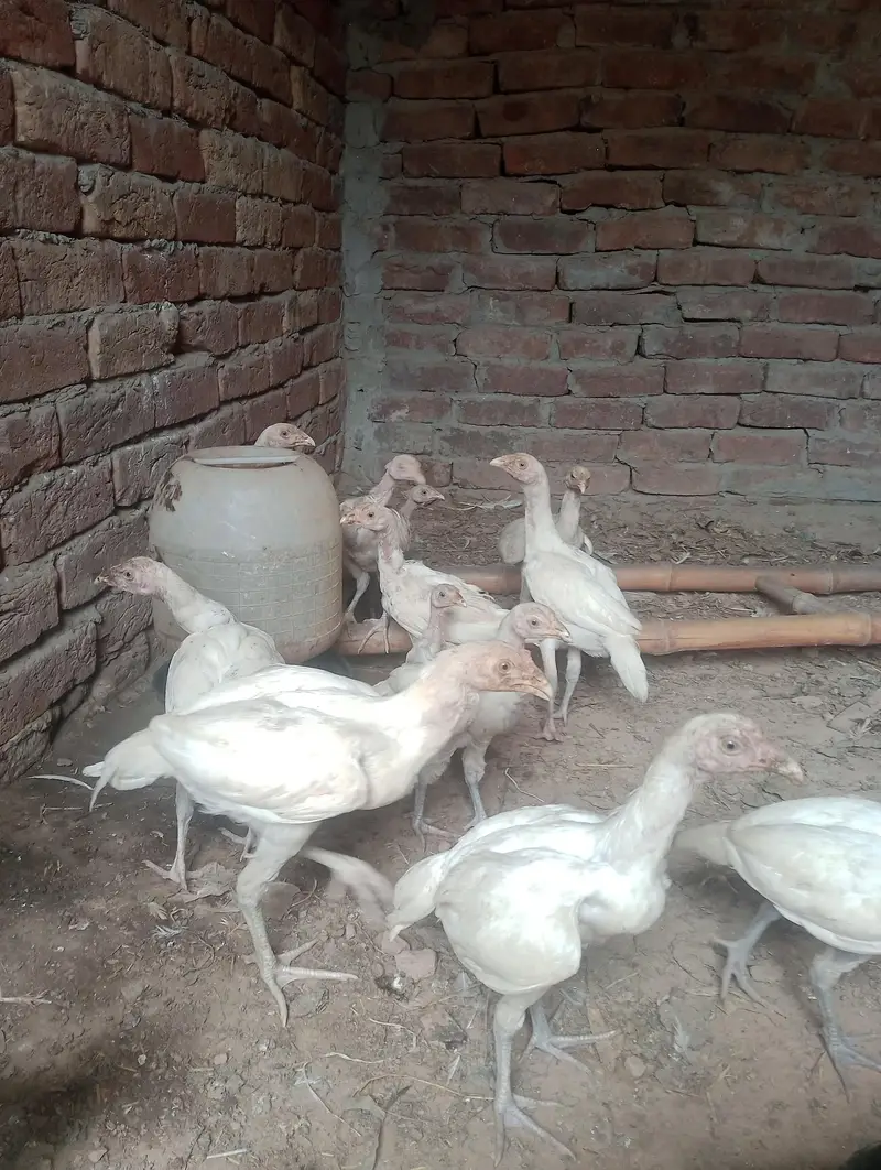 Aseel Heera — photo 3