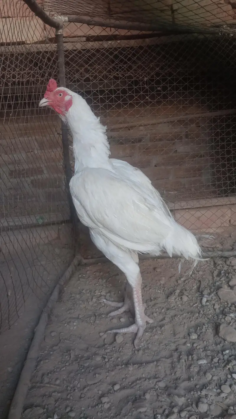 Aseel Heera — photo 12