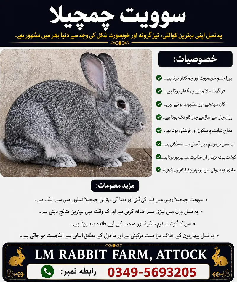 RABBIT AVAILABLE — photo 12