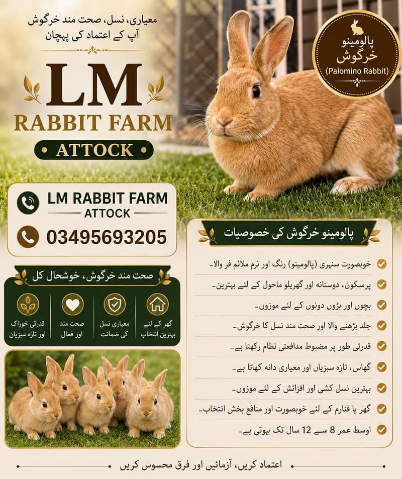 RABBIT AVAILABLE 12