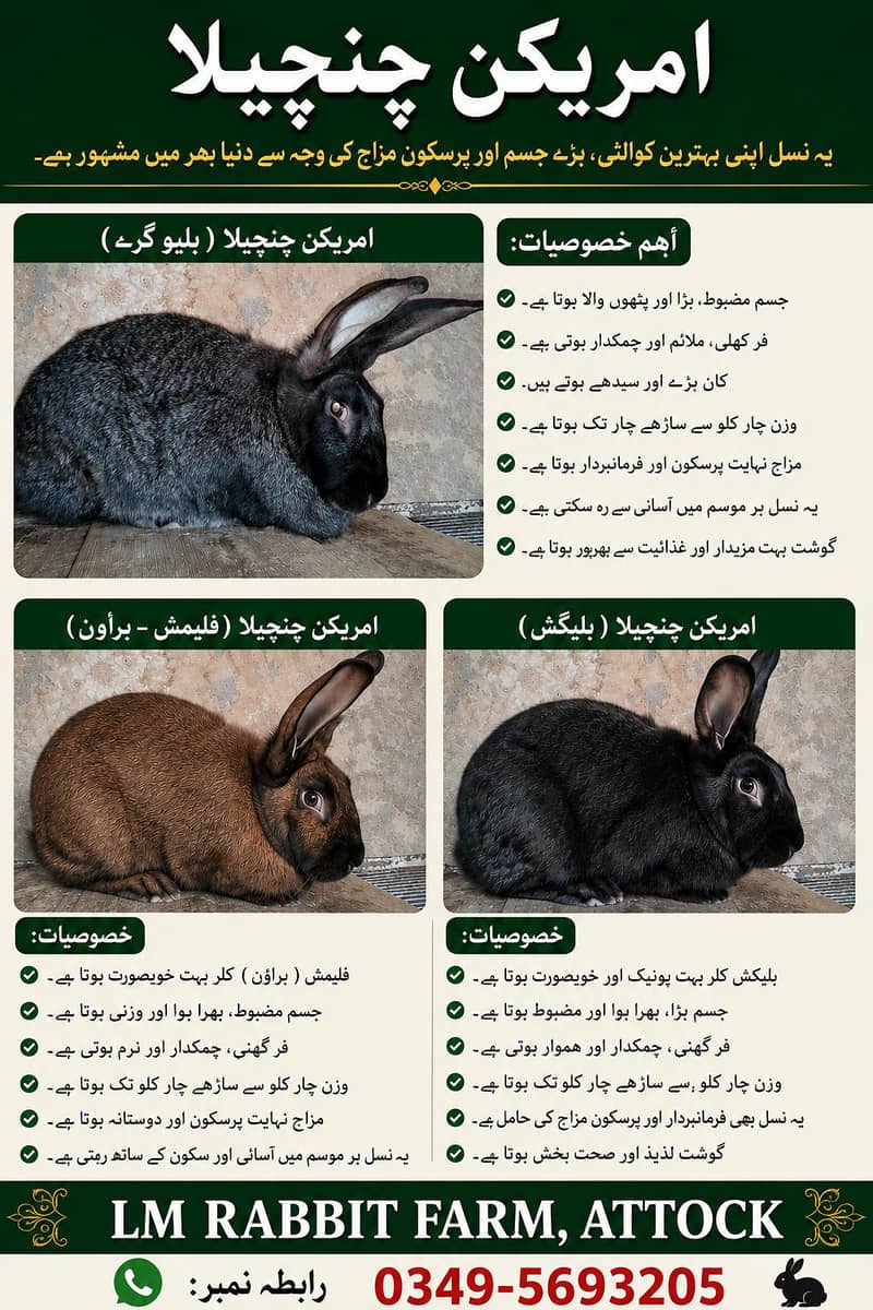 RABBIT AVAILABLE 13