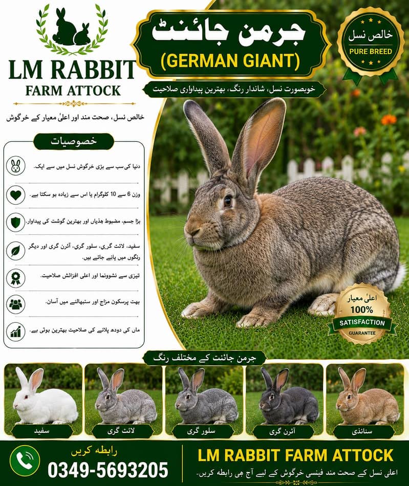 RABBIT AVAILABLE 14