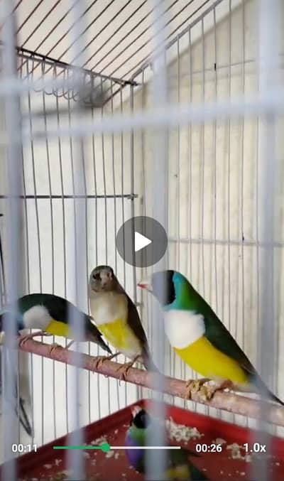 gouldian finch , fawn java