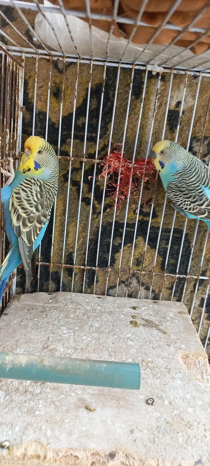 2 breder pairs hain 1 King size hai — photo 7