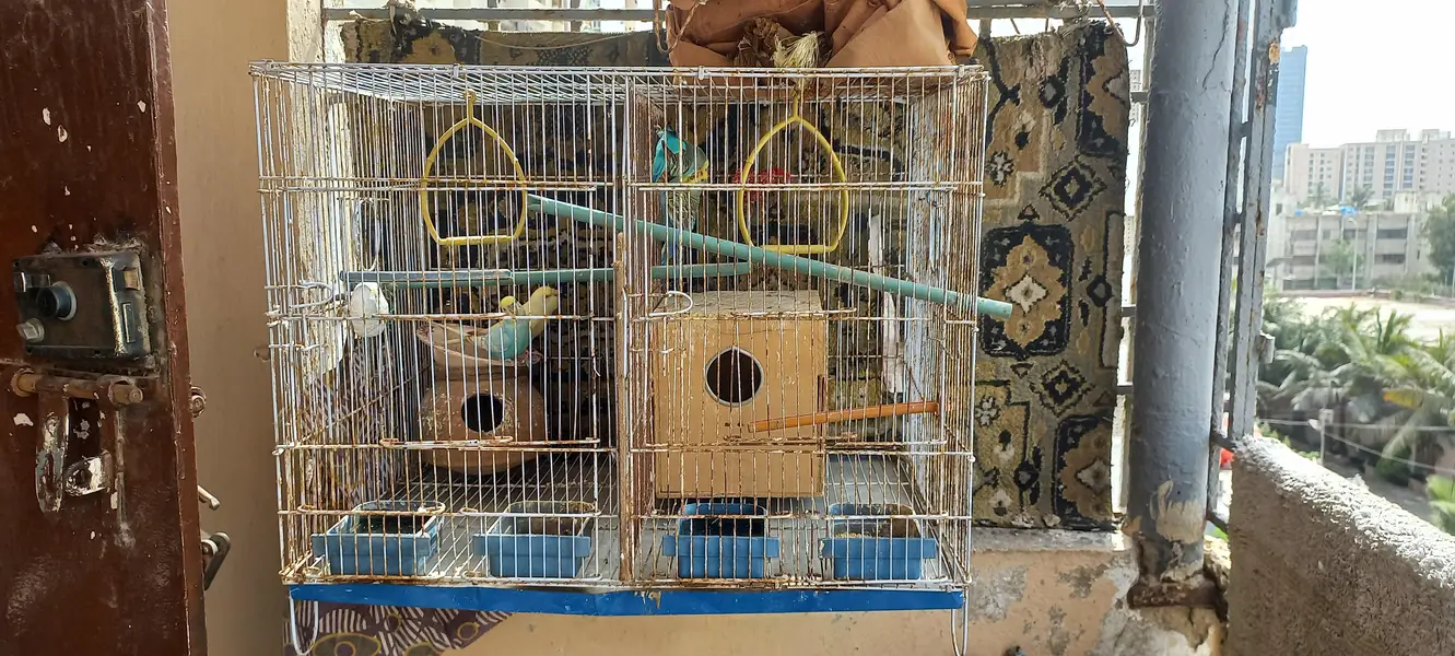 2 breder pairs hain 1 King size hai — photo 8
