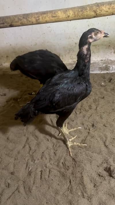 Mushka chicks pair for sale