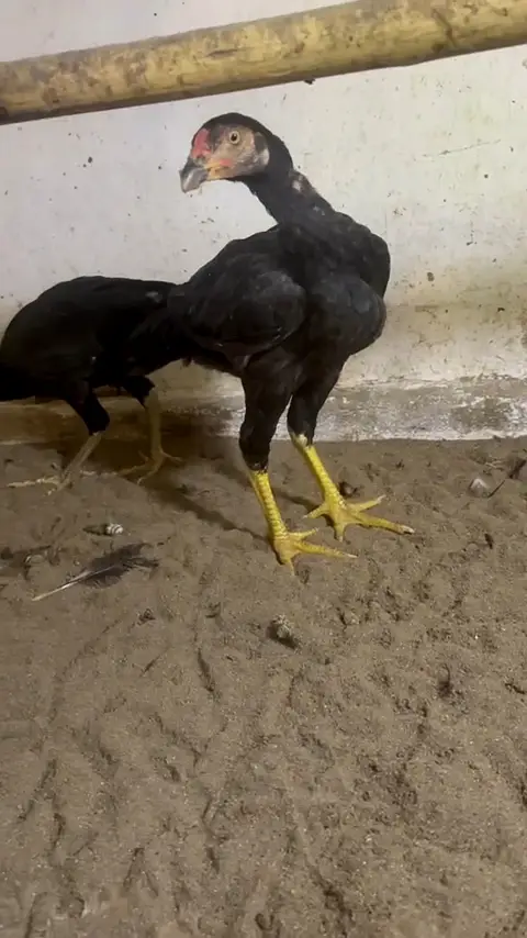 Mushka chicks pair for sale — photo 3