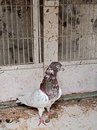 Kabootar