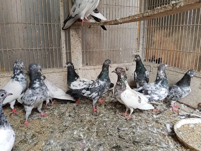 Kabootar — photo 2