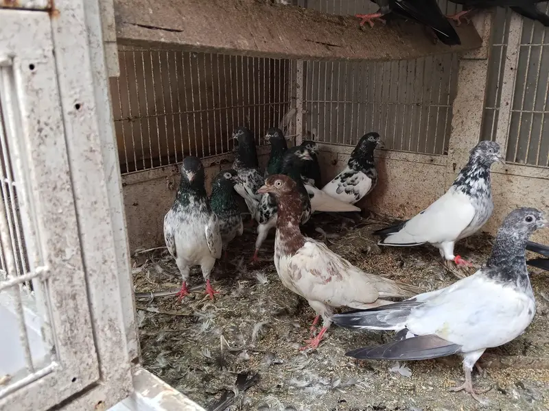 Kabootar — photo 3