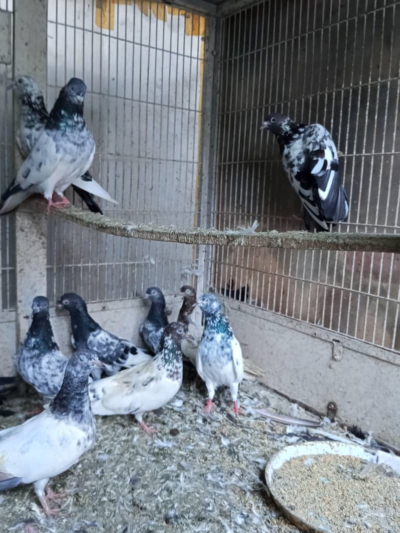 Kabootar 3