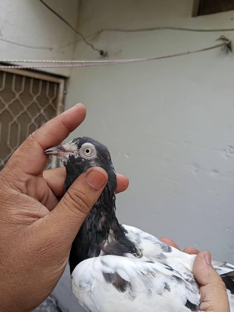 Kabootar 6