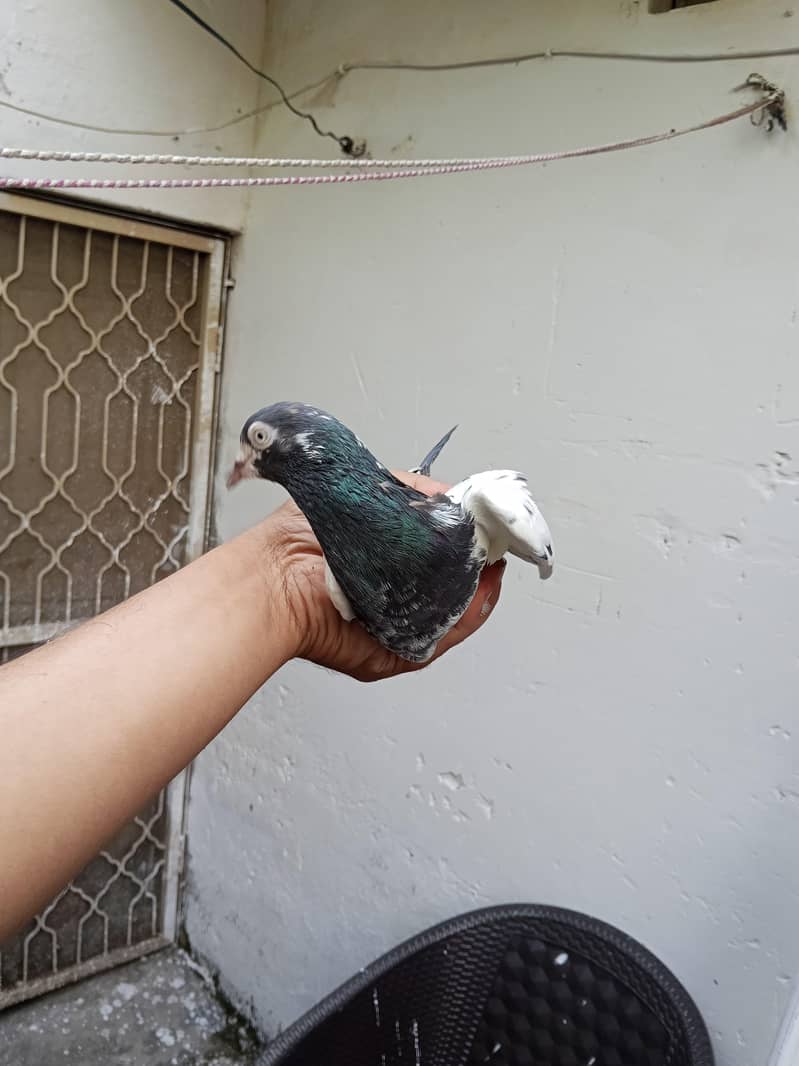 Kabootar 7