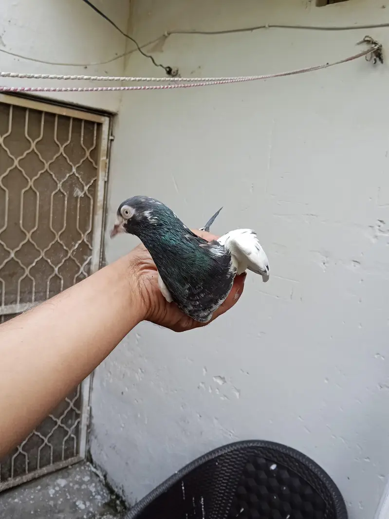 Kabootar — photo 8