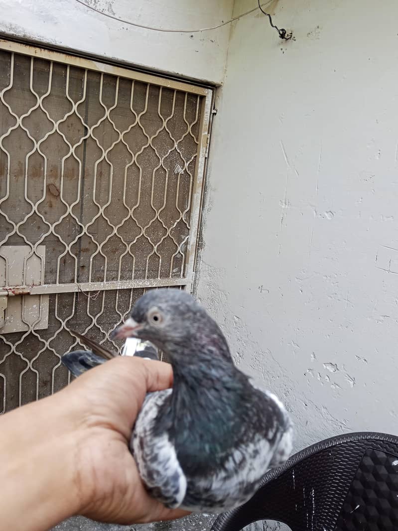 Kabootar 9