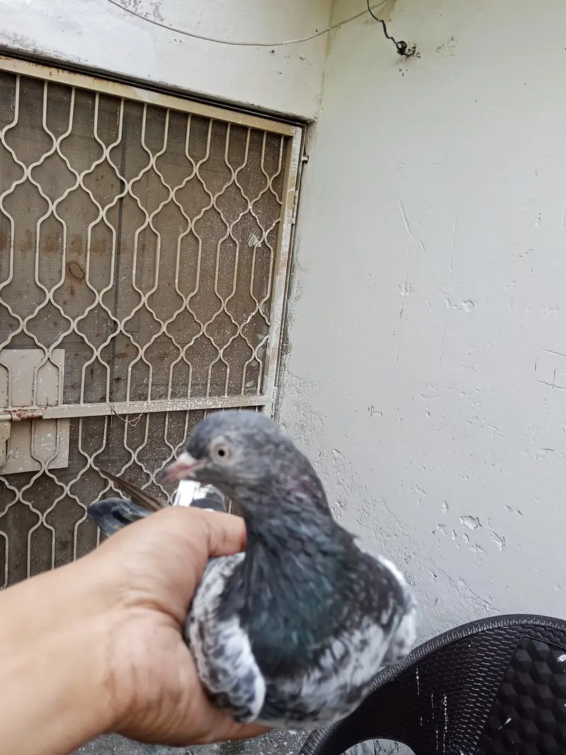 Kabootar — photo 10