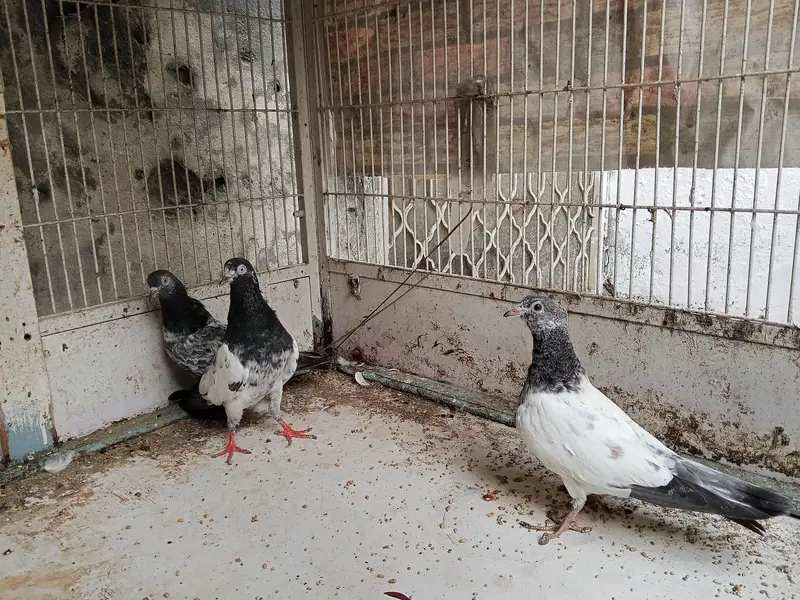 Kabootar — photo 11