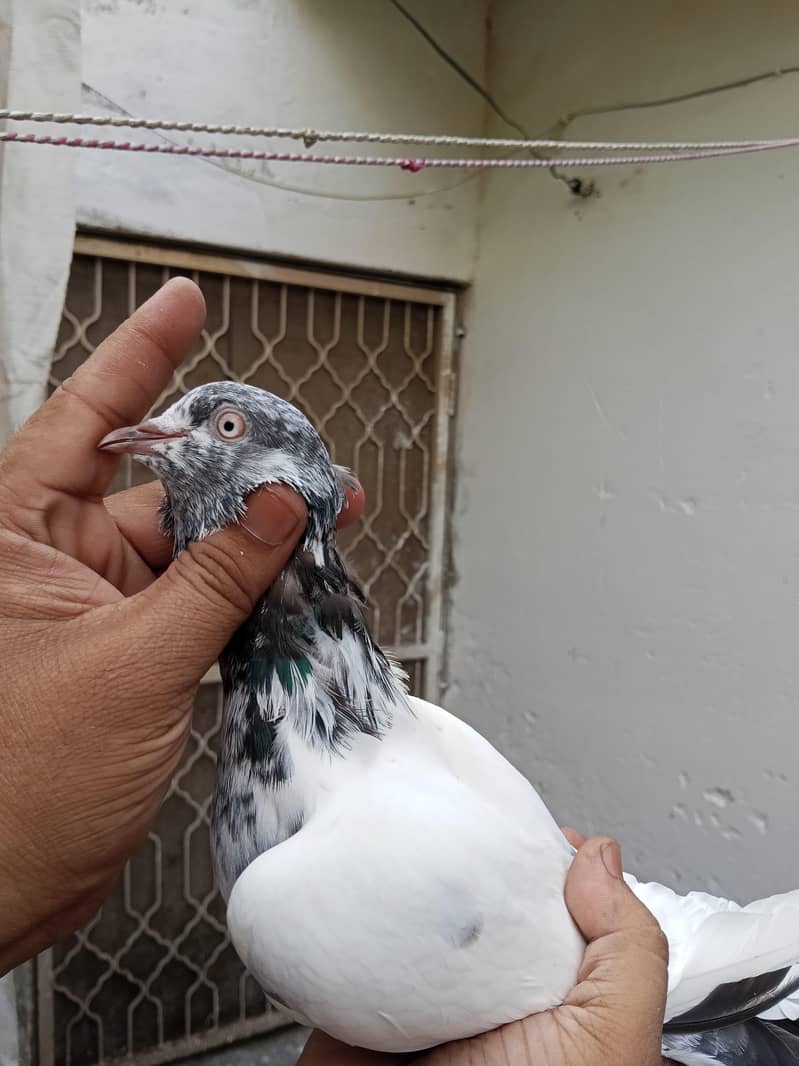 Kabootar 11