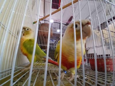 Pineapple conure