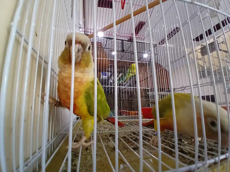 Pineapple conure — photo 2