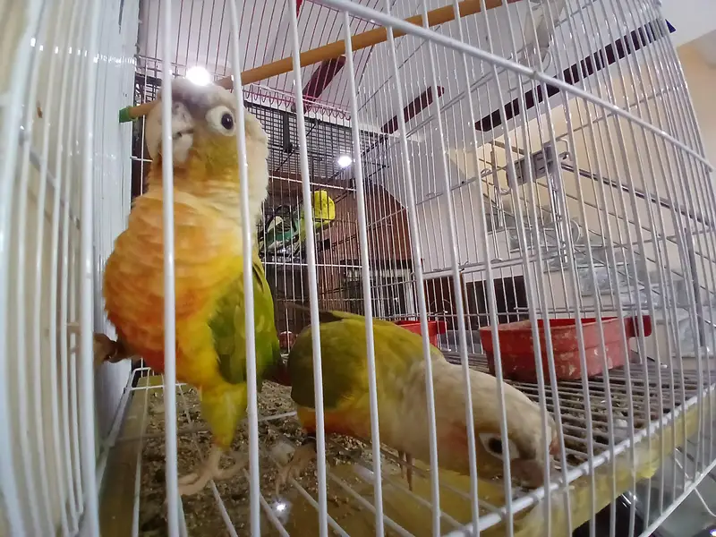 Pineapple conure — photo 3