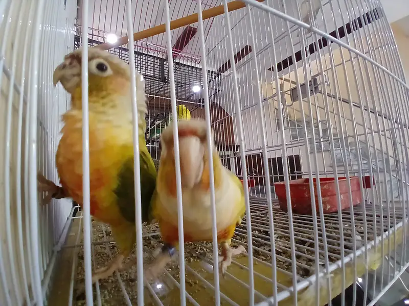 Pineapple conure — photo 4