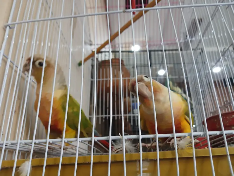 Pineapple conure — photo 5