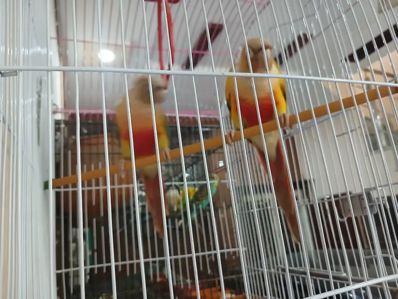Pineapple conure — photo 6